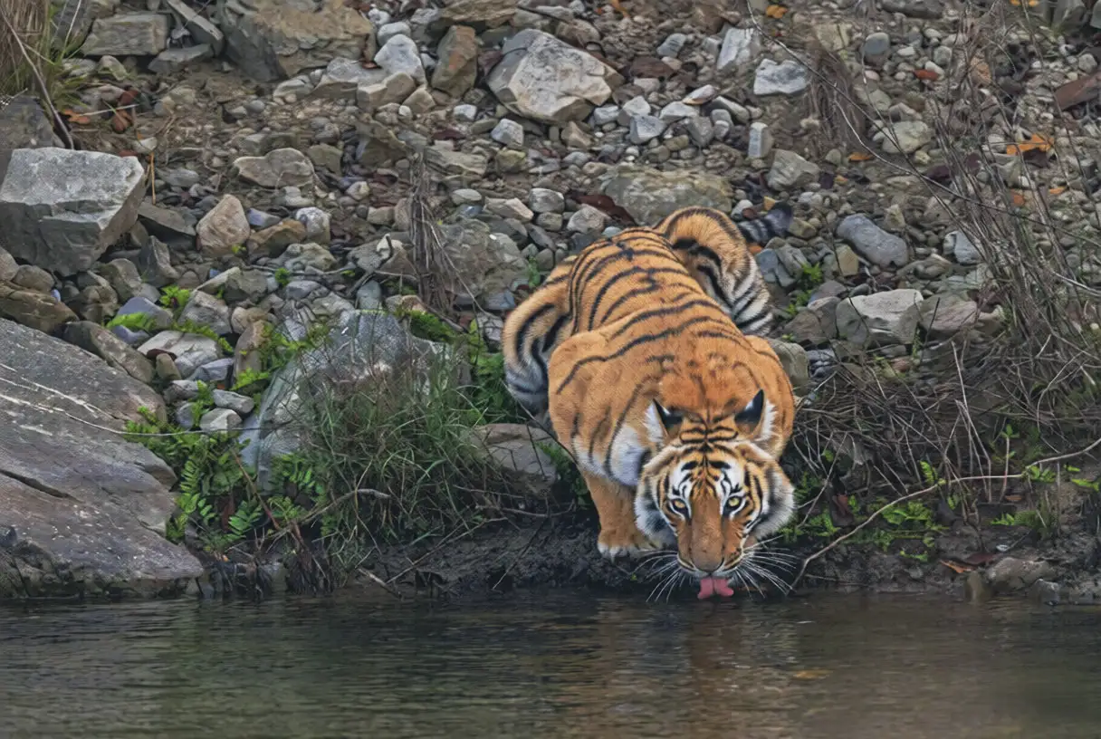 A majestic Royal Bengal tiger crouches on a rocky riverbank to drink water, showcasing the rare wildlife encounters described in our Chitwan Travel Guide.