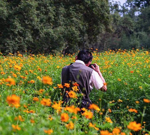 A traveler takes a macro photograph of red mountain flowers while on a professional Bhutan Botanical Tour in the lush Himalayan forests.