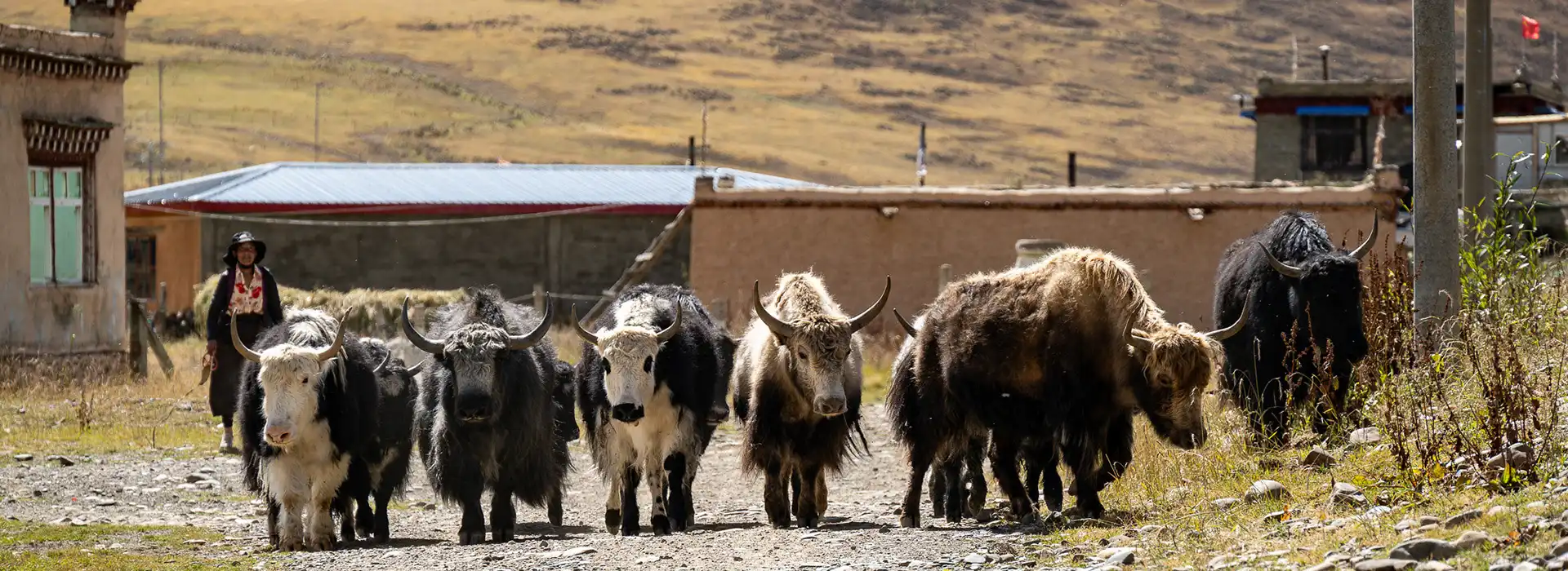A long herd of yaks with varying coats is led down a dirt path by a local shepherdess. This specific route requires a valid Alien’s Travel Permit.