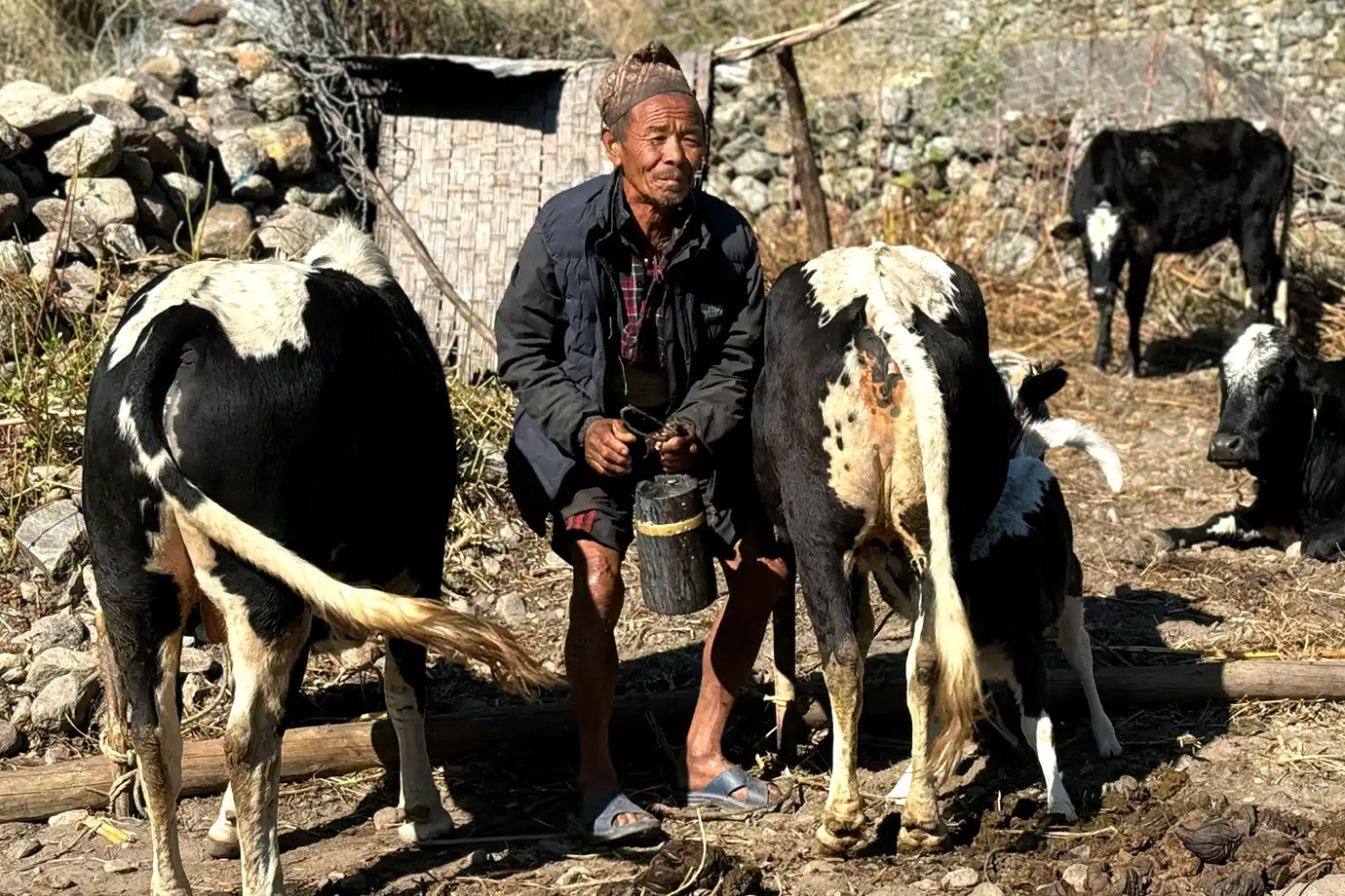 Local man milks cows in a mountain village in the Manaslu region, showing daily rural life and traditional Himalayan farming culture.