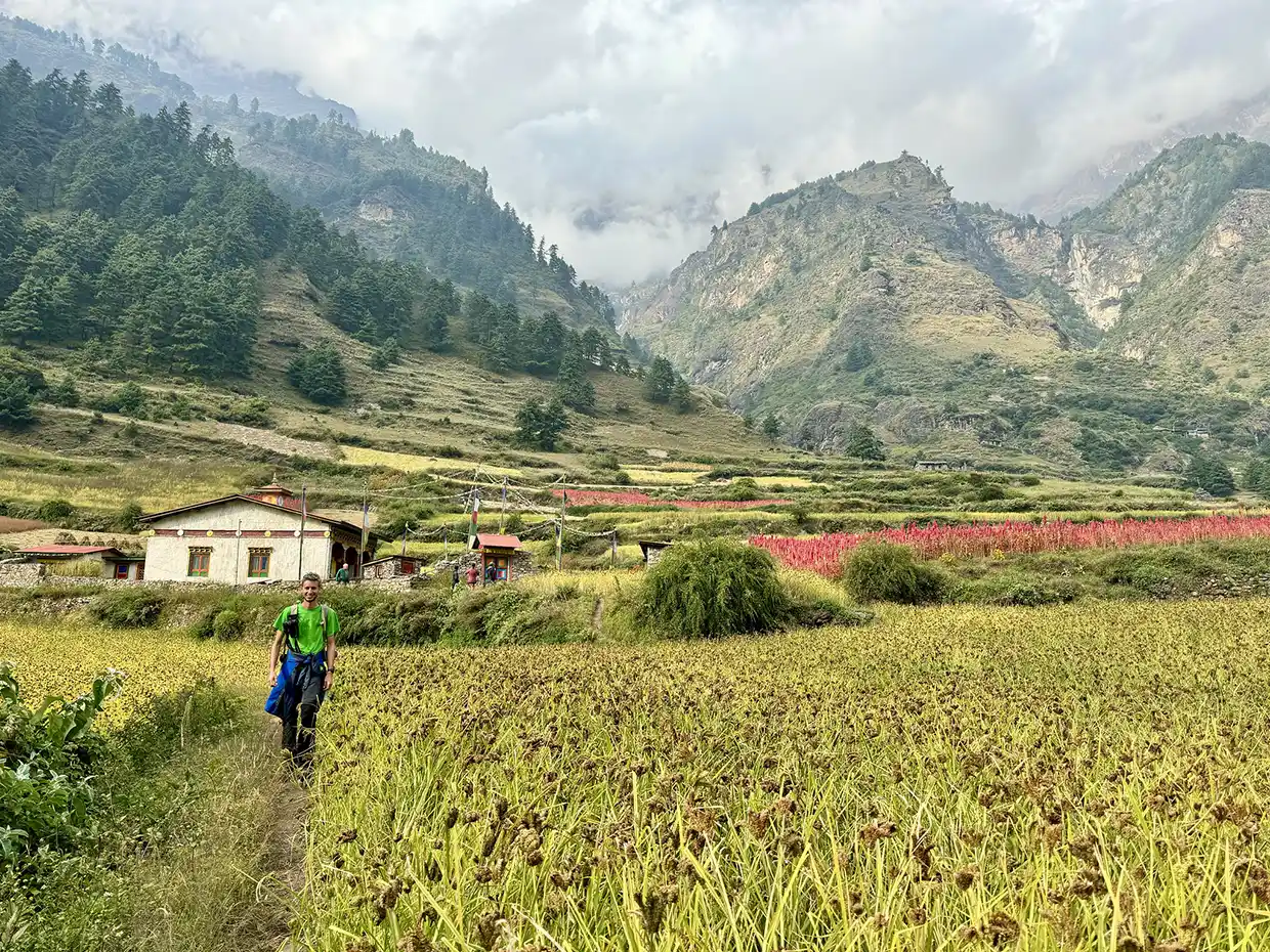 A lone trekker walks through a vibrant field of gold and red crops toward a traditional Himalayan village and towering, cloudy mountains, an ideal scene for a Manaslu Circuit Trek Guide.