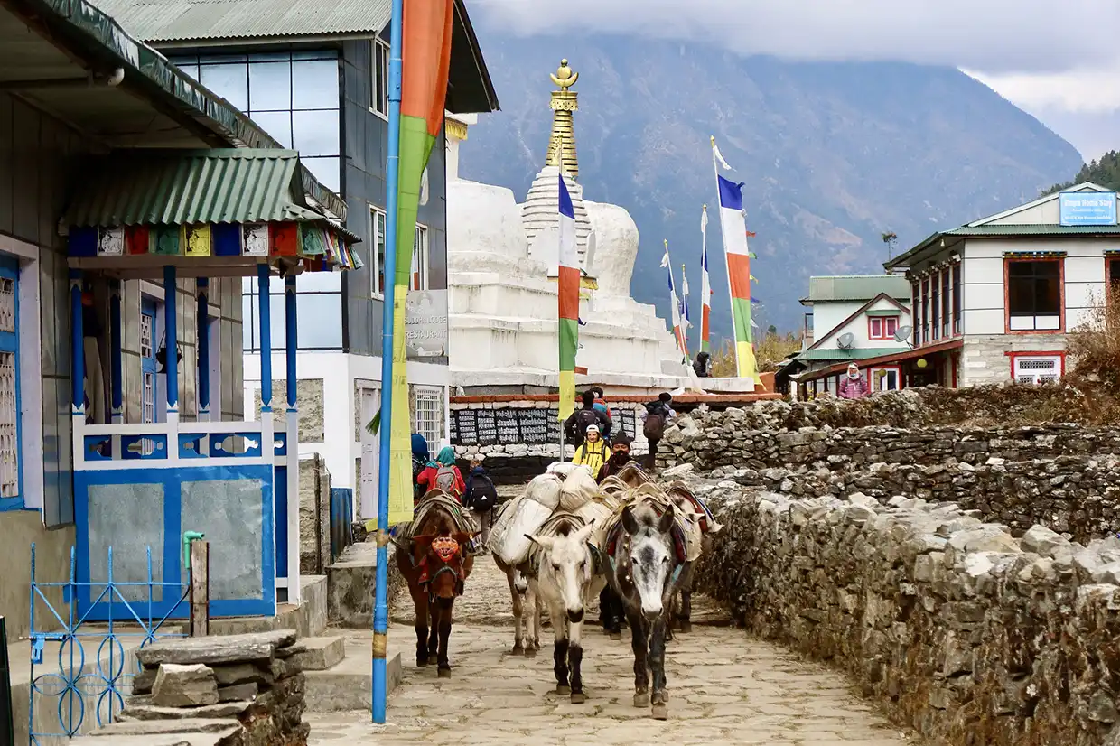 Pack mules carry supplies down a stone path in Monjo village past a large white stupa and prayer flags during an Everest Cultural Trek.