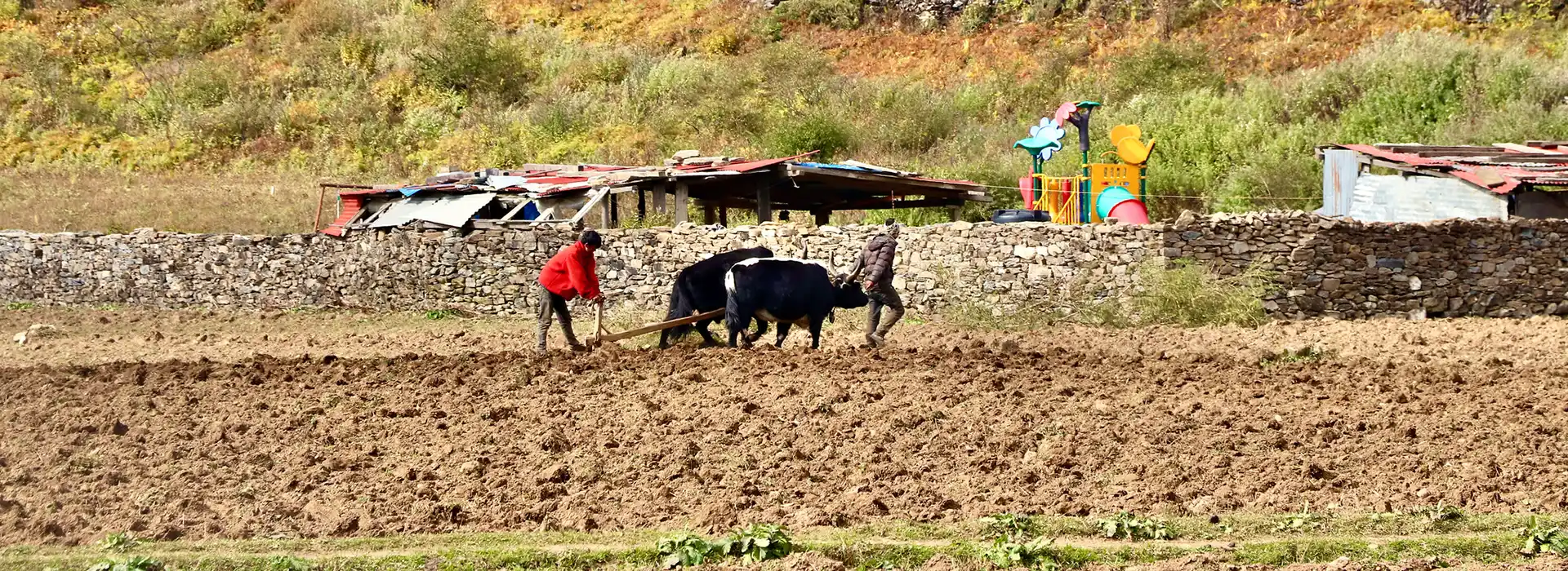 Two farmers use oxen to plow a dirt field behind a low stone wall. When researching the Manaslu vs Annapurna Circuit, travelers discover varying levels of rural development.