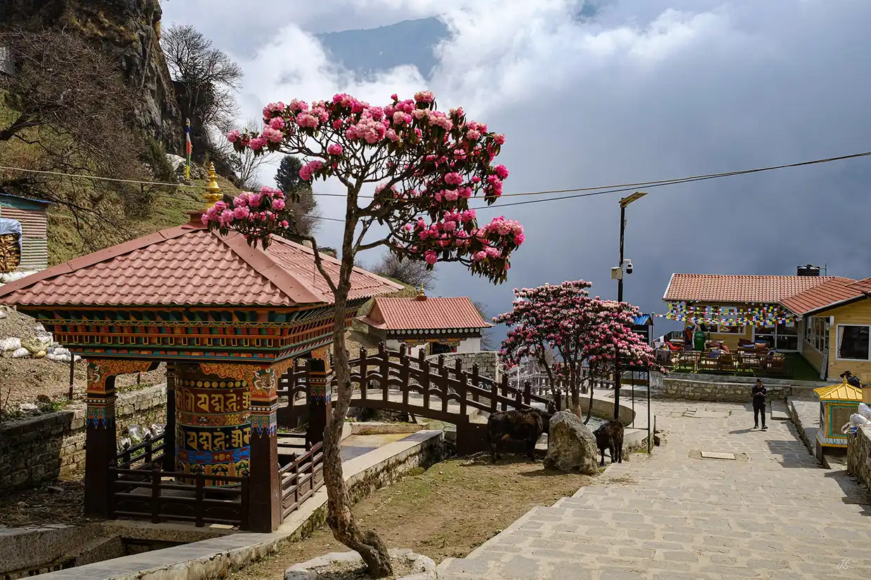 A large, colorful prayer wheel sits under a decorative shelter beside a blooming pink rhododendron tree and stone path on the Everest Cultural Trek.