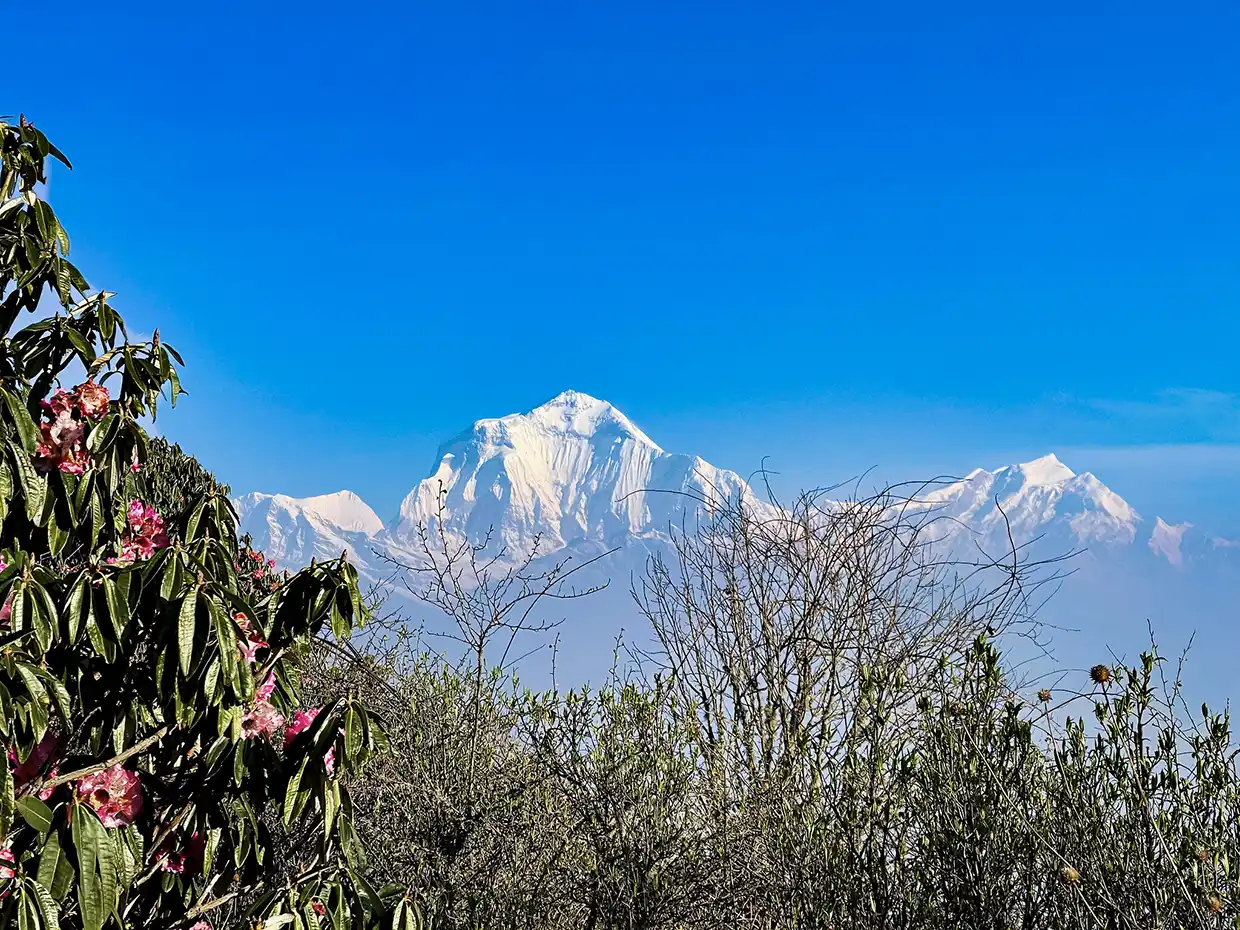 A wide view of snow-capped Himalayan peaks under a clear blue sky. Blooming pink rhododendrons and green shrubs frame this scene from an Annapurna Circuit Trek Guide.