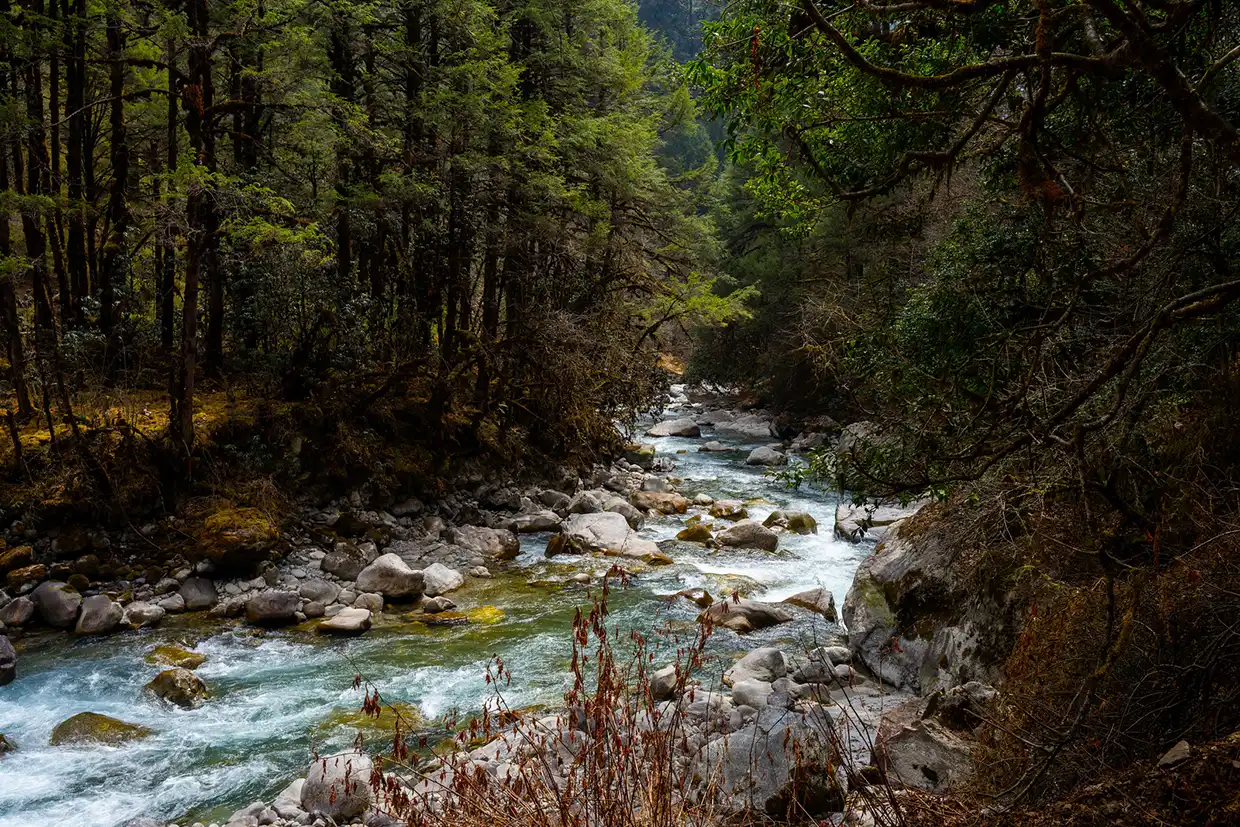 A mountain river flows over grey stones through a dense, mossy evergreen forest. It represents the lush beauty found during Spring Hiking in Nepal.