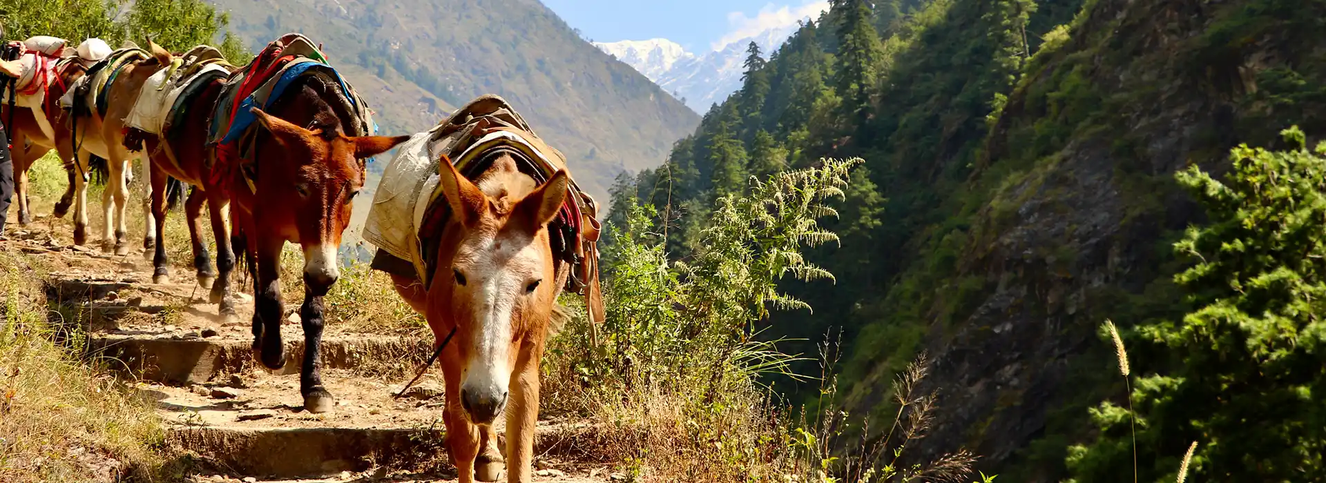 A pack train of mules carries supplies up a narrow, dusty mountain trail. Our Altitude Guide for Manaslu Trek helps hikers plan around these vital cargo paths.