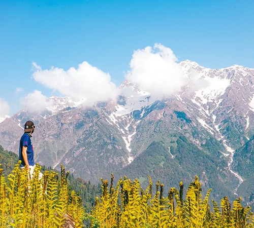 A hiker stands among tall yellow ferns, looking toward massive snow-capped mountains under a bright blue sky. This view is a classic scene from a Dhaulagiri Circuit Trek Guide.