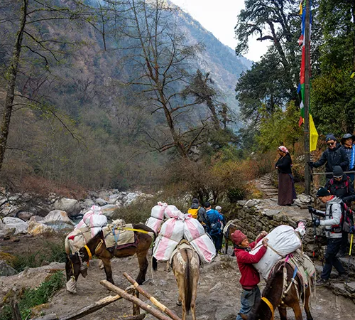 Local porters load pack horses with supplies while travelers descend a mountain trail near a river, capturing the preparation needed for Spring Hiking in Nepal.