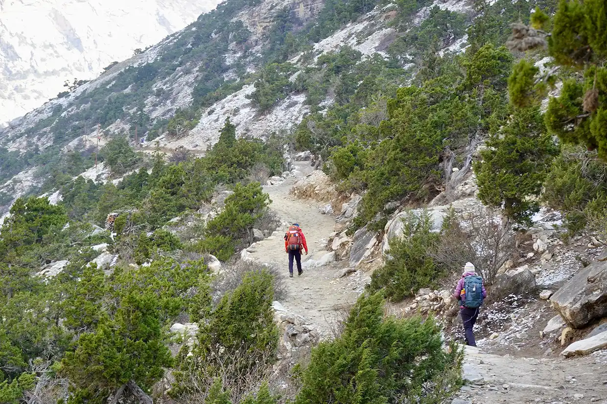 Two trekkers with large backpacks hike along a winding dirt trail surrounded by green pine trees and rocky slopes during the Nar Phu Valley with Annapurna Circuit Trek.