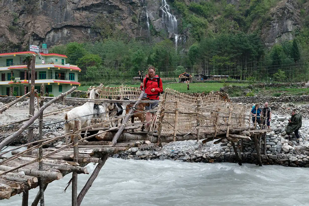 A trekker in a red jacket encounters a herd of goats on a wooden bridge over a rushing river during the Nar Phu Valley with Annapurna Circuit Trek.