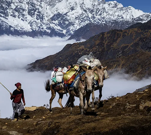 A local herder leads a pack of heavily laden mules along a ridge above the clouds, a common sight that impacts your Langtang Trek Cost.