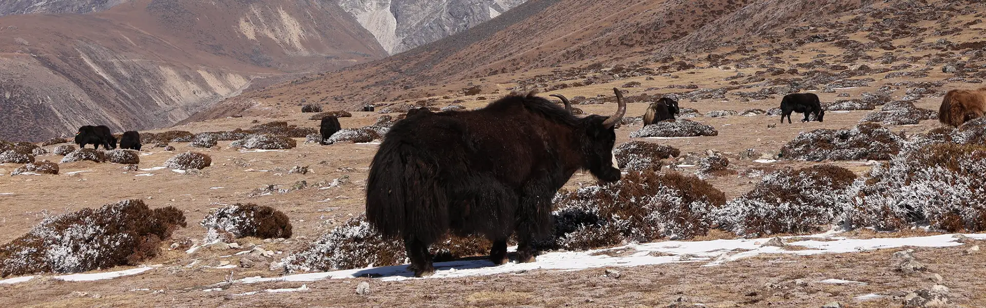 A large black yak stands in a rocky, high-altitude pasture with other yaks grazing nearby. This Everest Panorama Trek Guide highlights the unique mountain wildlife found throughout Nepal.