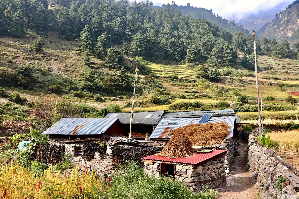 Stone houses with tin roofs sit near terraced fields and pine forests in chumling village.webp along the Manaslu Tsum Valley Trek route.