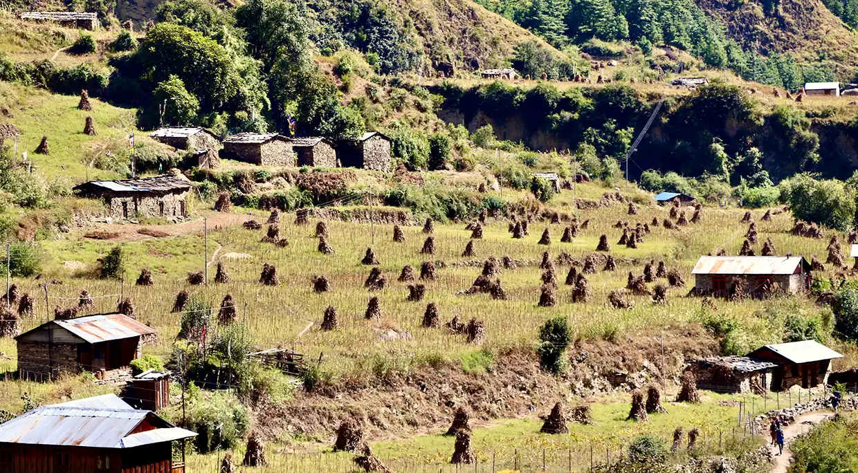 Traditional stone houses and terraced agricultural fields filled with stacked hay on the scenic Manaslu Tsum Valley Trek route in the Nepal Himalayas.