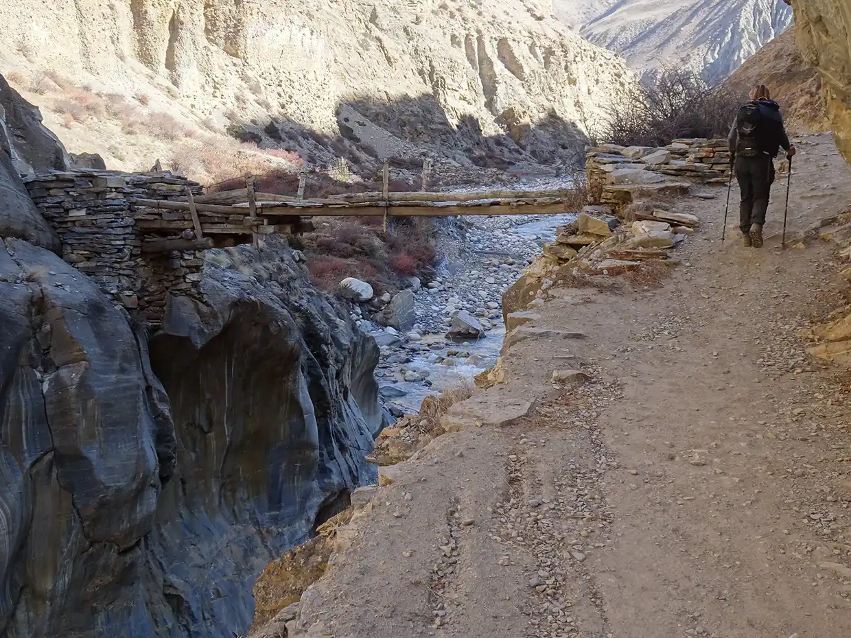 A solo hiker walks along a narrow dirt trail next to a rocky canyon with an old wooden bridge during a Nar Phu Valley Trek.